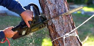 Why Choose Our Tree Removal Services in Woodmoor, CO?