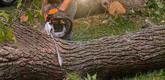 Best Stump Grinding and Removal  in Woodmoor, CO