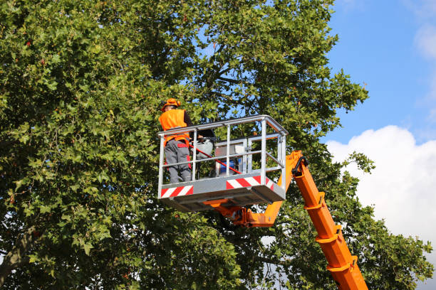 Best Fruit Tree Pruning  in Woodmoor, CO