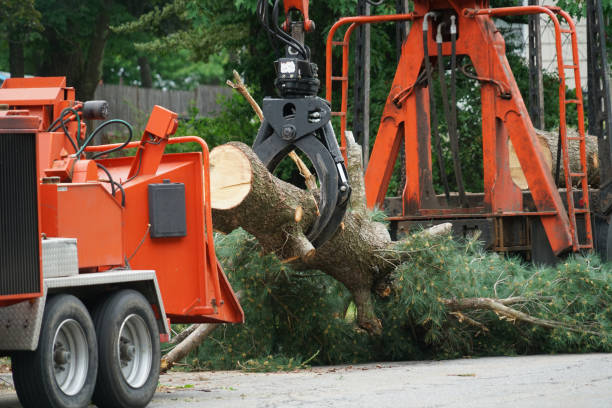 Best Emergency Tree Removal  in Woodmoor, CO