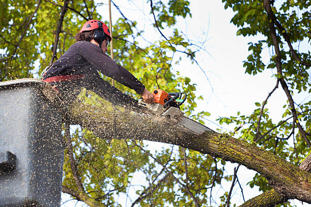 Best Leaf Removal  in Woodmoor, CO